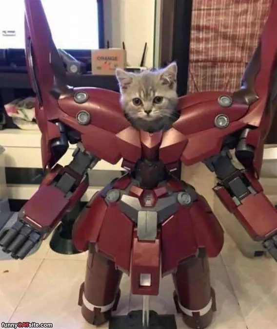 Robo Cat