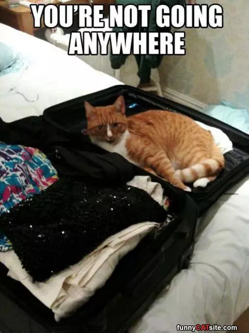 Your Not Going