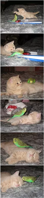 Best Little Friends