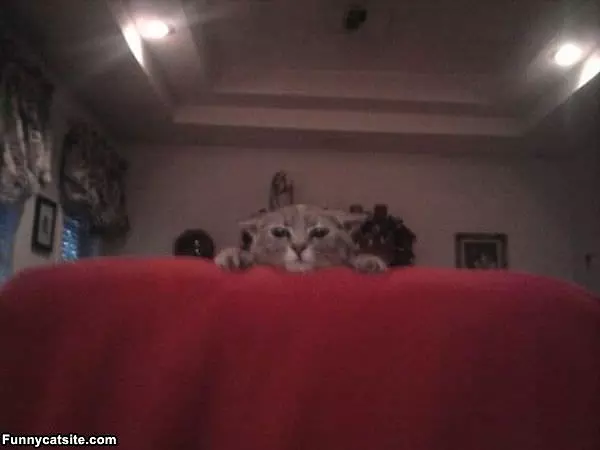Hello I See You