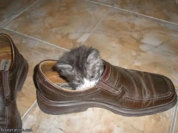 My Shoe