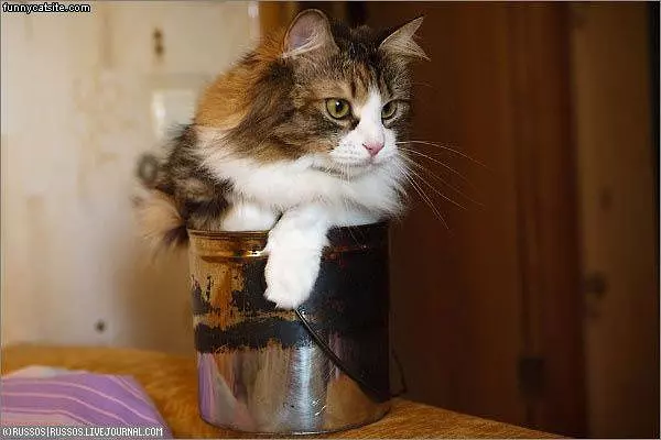 Pot Of Cat