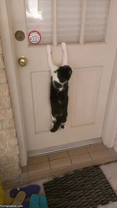 Let Me In Already