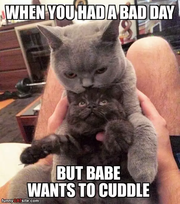 Want To Cuddle