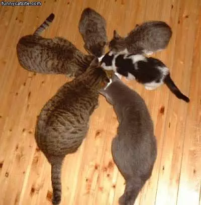 Cats In A Circle