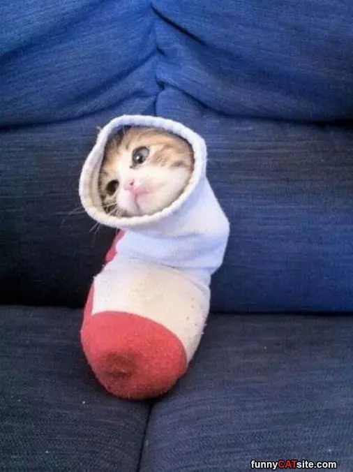 One Sock Of Kitten