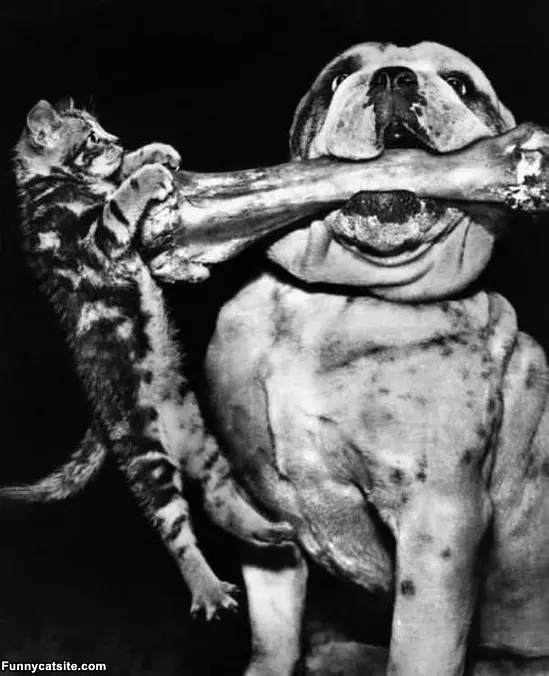 Give Me It Dog
