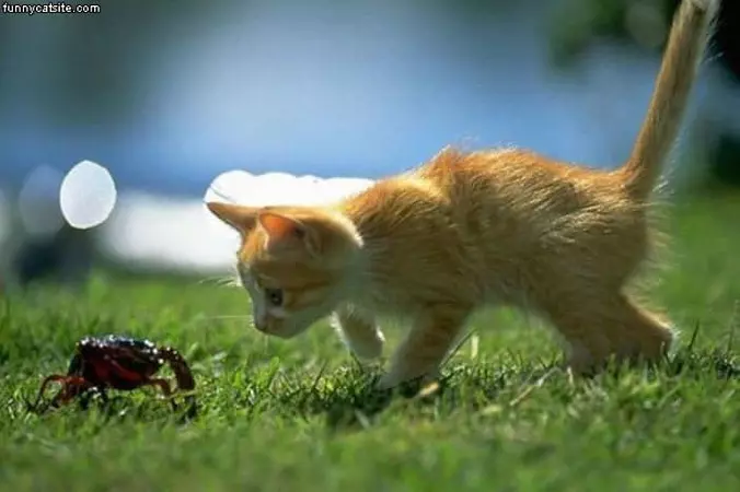 Crab Hunter