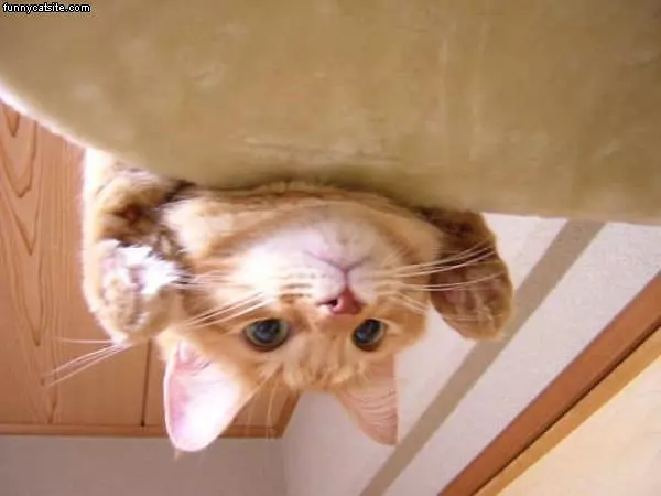 Peekaboo