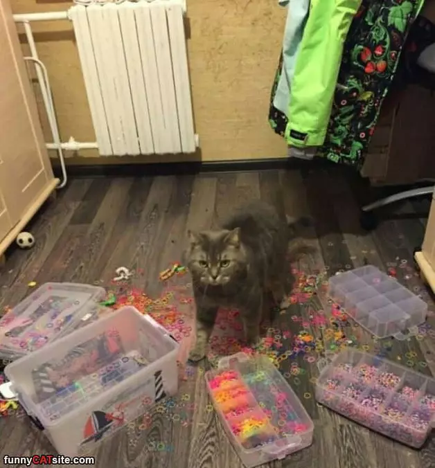 I Got All These Toys