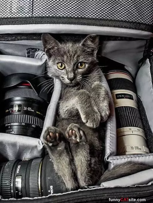 Cat Camera