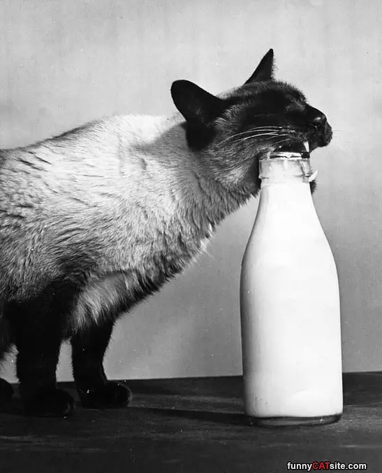 Get Me Some Milk