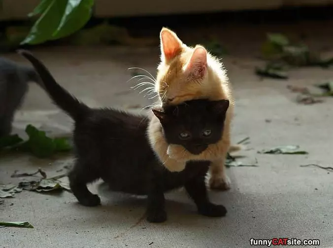 Hugging It Out