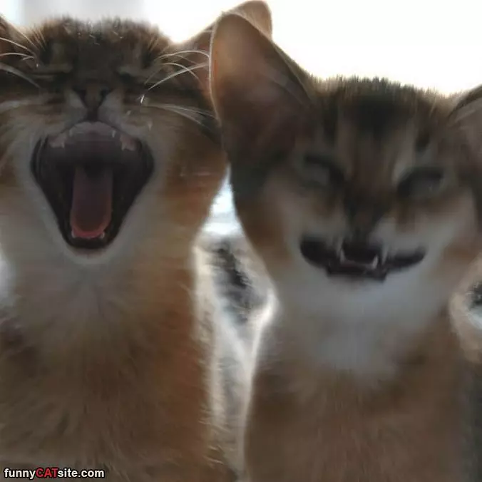 Rarrrr Ararrrara