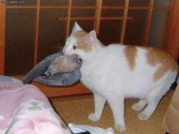 Cat With A Present