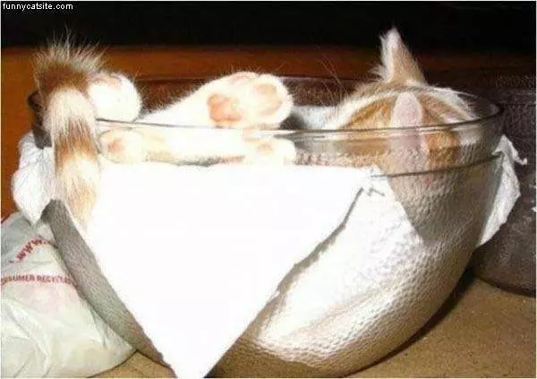 Bowl O Cat