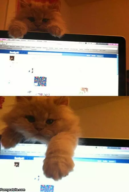 Stop Face Booking