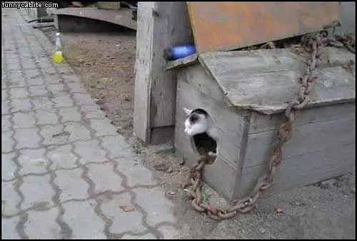 Cat House