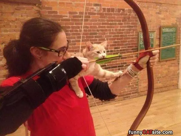Archery Cat