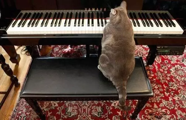Piano Cat