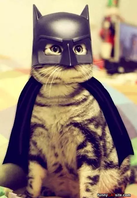Darth Cat