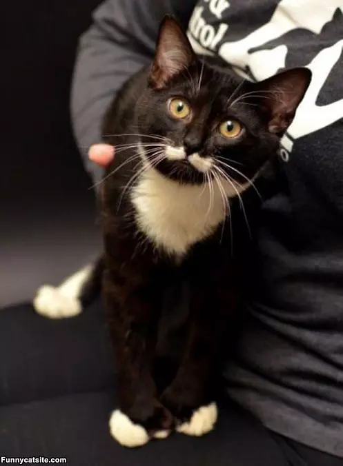 Cute Mustache