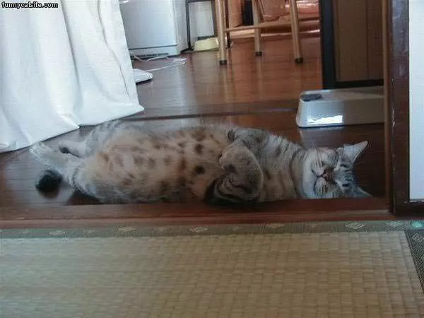Relaxed Cat