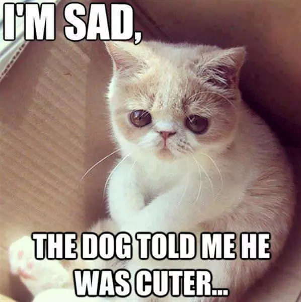 I Am Sad Now