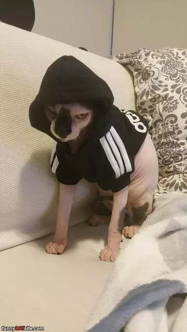A Hoodie Cat