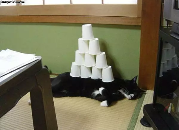 Cats Done Care