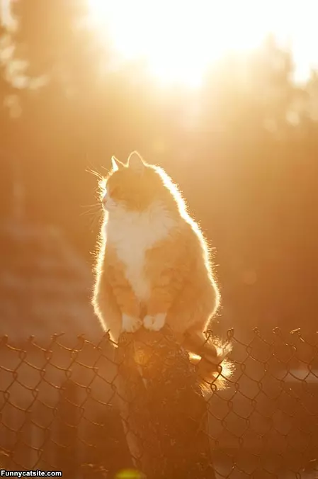 Post Cat