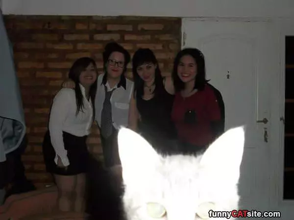 Kitty Photobomb
