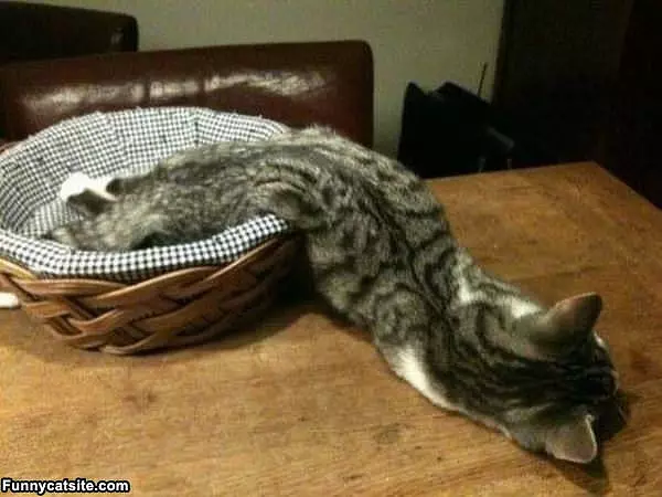 I Used To Fit