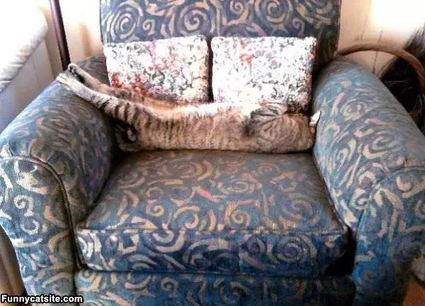 Sleep Where I Want Cat