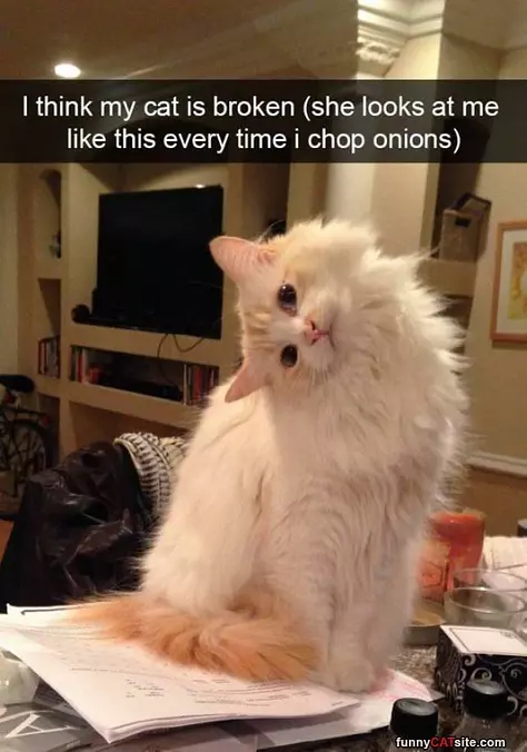 I Think My Cat Is Broken