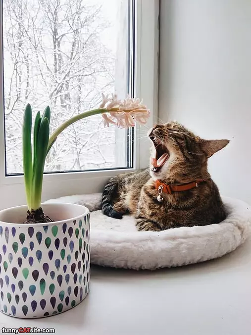 Yawn