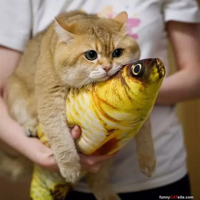 My Fishy