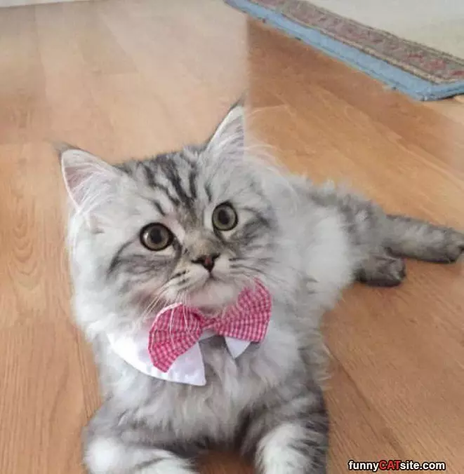 I Has A Bowtie