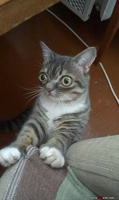 What Big Eyes You Have