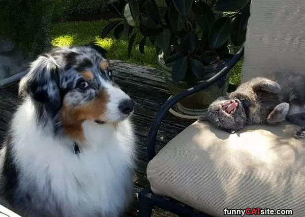 Hahaha Dog You So Funny