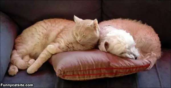 Sleep Together