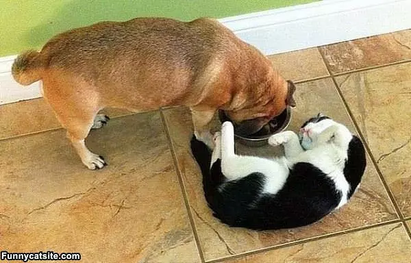 Look At Me Dog