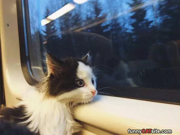Staring Out The Window