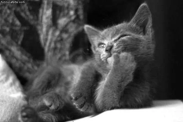 Kitten Contemplating