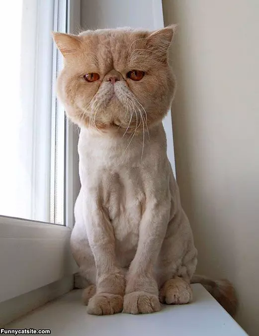 Shaved