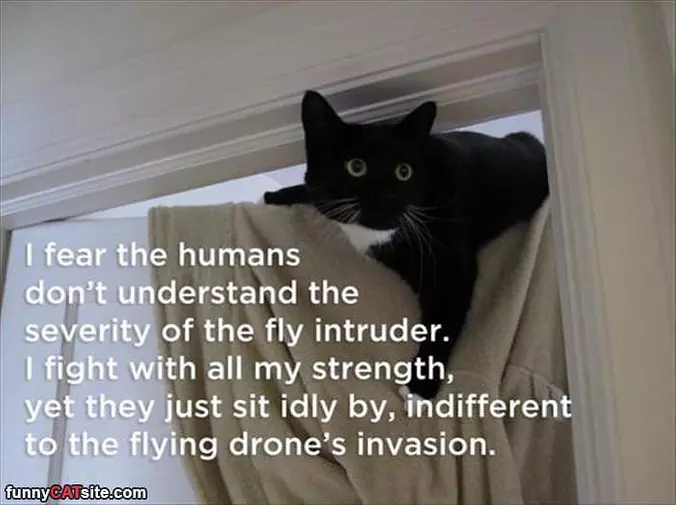 I Fear The Humans