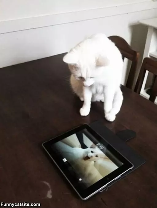 How Did You Trap That Cat