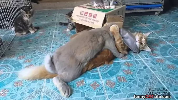 Wrestle Cats