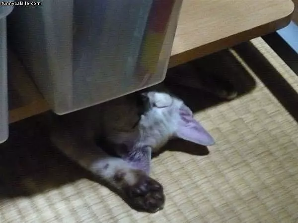 Cat Hangs Out Here