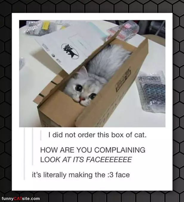 This Box Of Cat